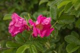 Rosa rugosa