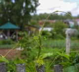 Humulus lupulus