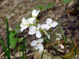 Arabis caucasica