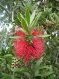 род Callistemon