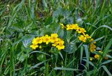 Caltha palustris