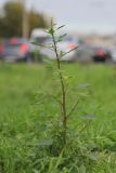 Chenopodium opulifolium