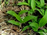 Smilacina trifolia