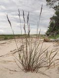 Festuca arenaria. Зацветающее растение. Архангельская обл., Приморский р-н, берег Никольского рукава в дельте р. Сев. Двина. 19 июня 2010 г.