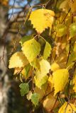 Betula pendula. Листья в осенней окраске. Карелия, г. Медвежьегорск, побережье Онежского оз. близ ул. Онежская, тополёво-берёзовая роща. 26.09.2020.