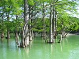 Taxodium distichum. Нижние части деревьев в воде. Краснодарский край, м/о Новороссийск, окр. с. Сукко, оз. Сукко. 10.06.2019.