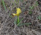 Iris pumila