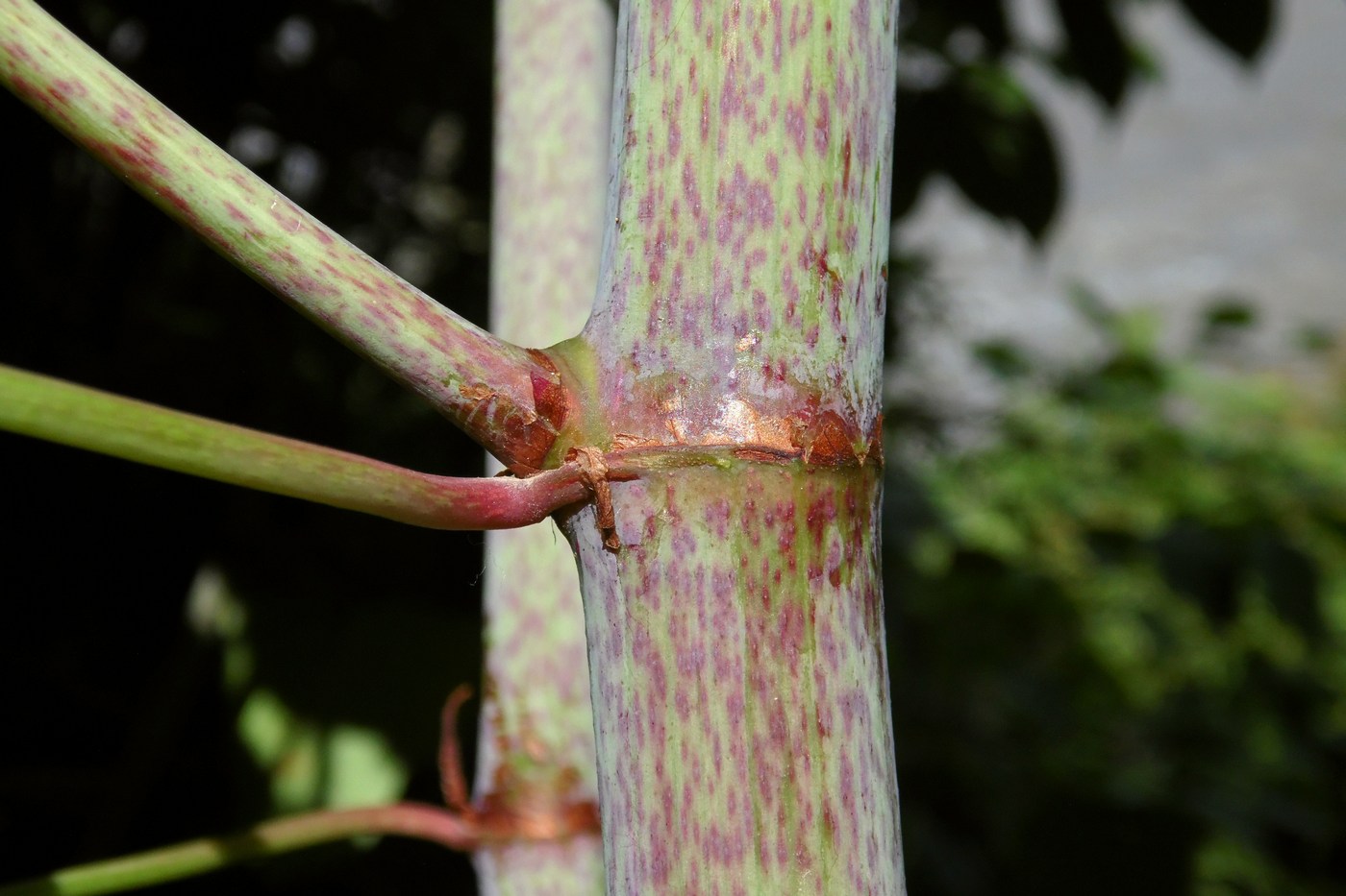 Изображение особи Reynoutria japonica.