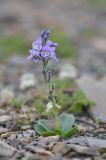 Veronica gentianoides