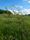 Silene densiflora. Цветущие растения. Ростовская обл., Азовский р-н, с. Кугей, степной склон балки. 16.05.2022.