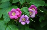 Rubus odoratus