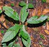 Frangula alnus