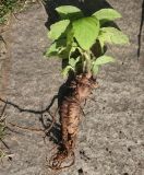 Phytolacca acinosa