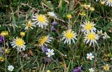 род Taraxacum