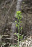 Euphorbia amygdaloides. Верхушка цветущего растения. Крым, Бахчисарайский р-н, окр. с. Соколиное, берег р. Коккозка, лес (граб восточный, кизил, дуб, бук). 04.04.2024.