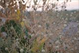 Crambe maritima