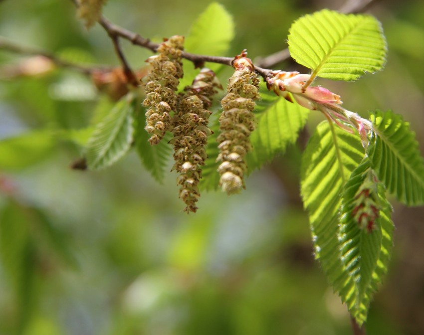 Изображение особи Carpinus orientalis.