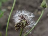 Crepis tectorum