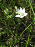 Ornithogalum kochii