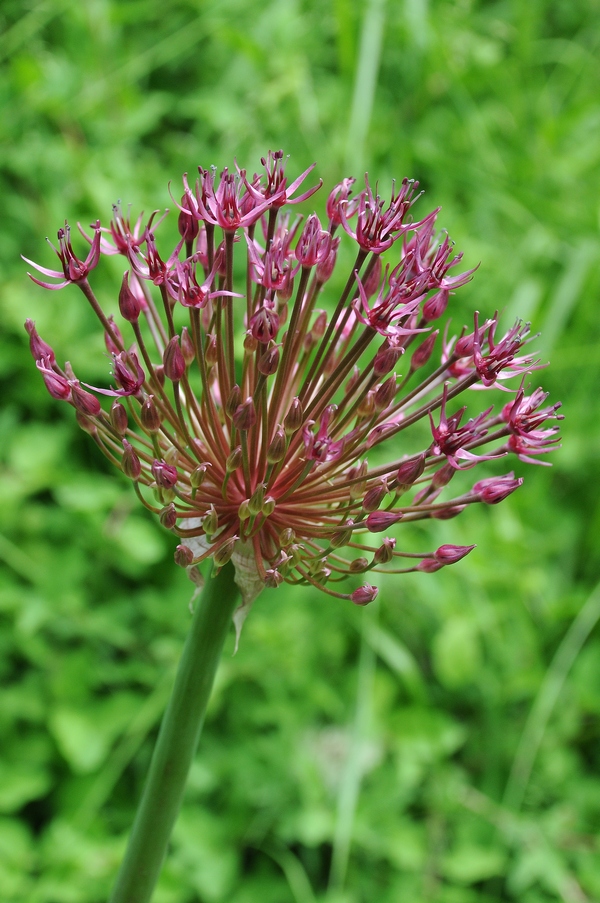 Изображение особи Allium karataviense ssp. henrikii.