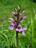 Dactylorhiza fuchsii. Соцветие. Ярославль, Петропавловский парк, на обочине тропы. 12.06.2013.