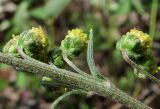 Artemisia tanacetifolia. Часть общего соцветия. Архангельская обл., Холмогорский р-н, окр. пос. Усть-Пинега, крутой берег р. Пинега. 20.07.2013.