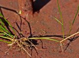 Agrostis stolonifera