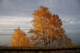 Populus tremula