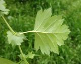 Crataegus sanguinea