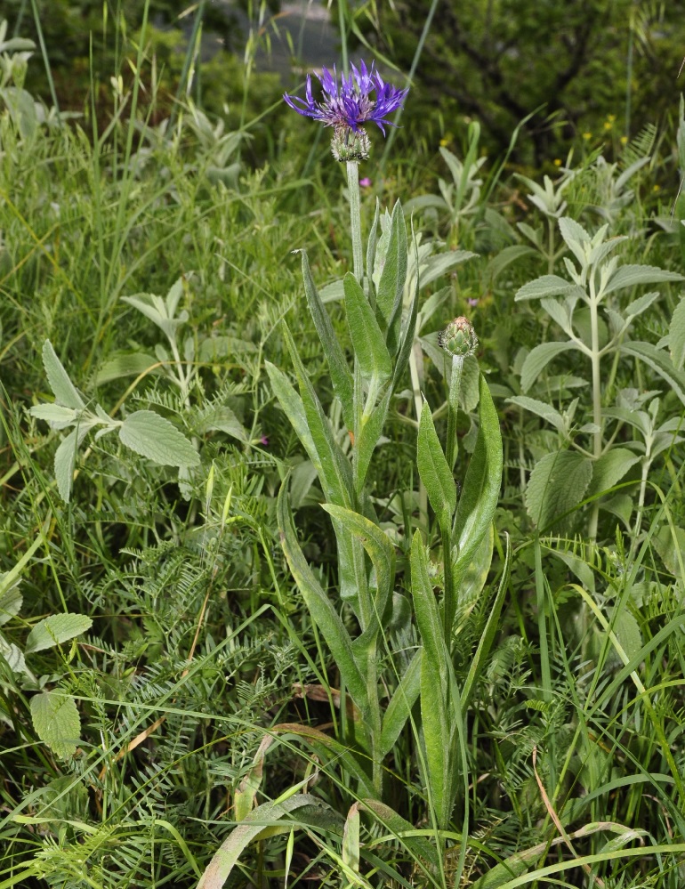 Изображение особи Centaurea triumfettii ssp. axillaris.
