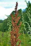 Rumex pseudonatronatus. Верхушка соплодия. Хакасия, окр. с. Таштып. Начало августа 2009 г.