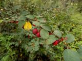 Cotoneaster alaunicus