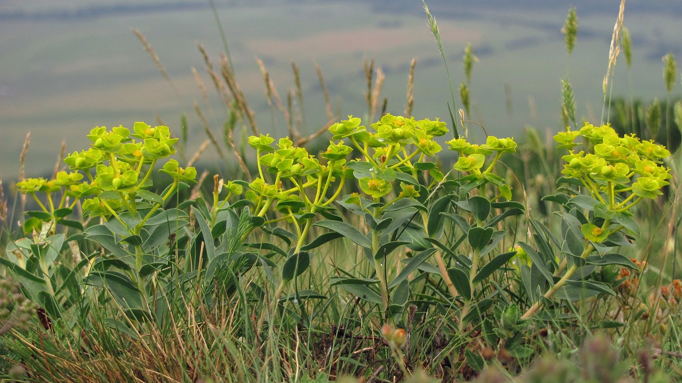 Изображение особи Euphorbia goldei.