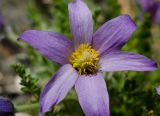 Pulsatilla bungeana