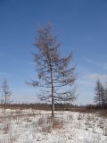 Larix gmelinii. Взрослое дерево в состоянии зимнего покоя. Республика Бурятия, Баунтовский эвенкийский р-н, окр. пос. Северный, долина р. Има, марь. 23.02.2016.