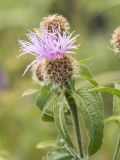 Centaurea alutacea. Верхушка растения с соцветиями. Адыгея, Майкопский р-н, плато Лаго-Наки, хр. Каменное Море, субальпийский луг. 19.07.2015.