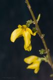 род Forsythia