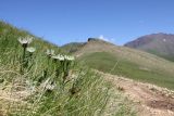 Centaurea cheiranthifolia