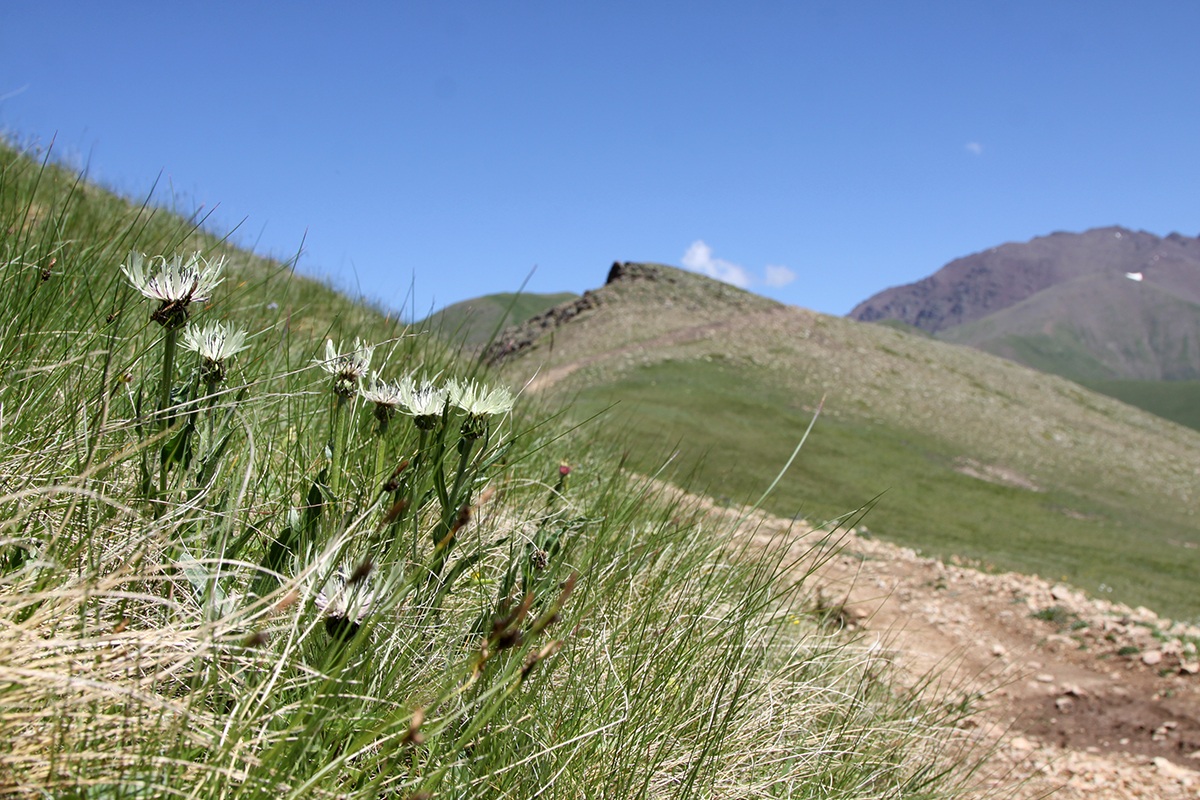 Изображение особи Centaurea cheiranthifolia.