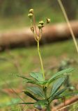 Chimaphila umbellata