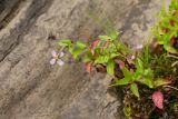 Epilobium adenocaulon