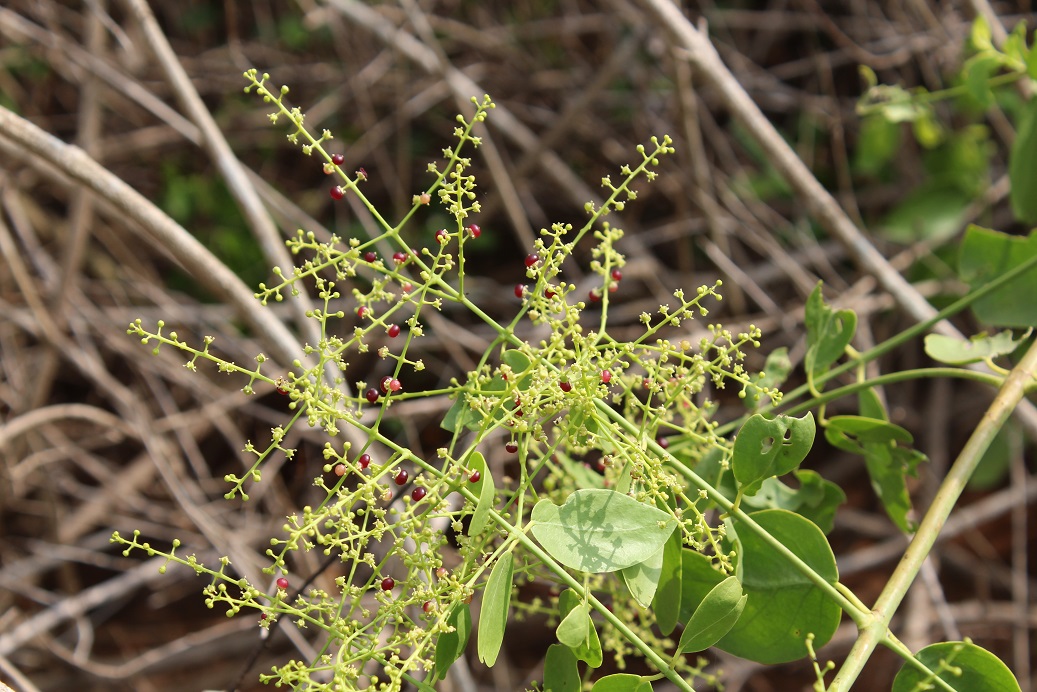 Изображение особи Salvadora persica.