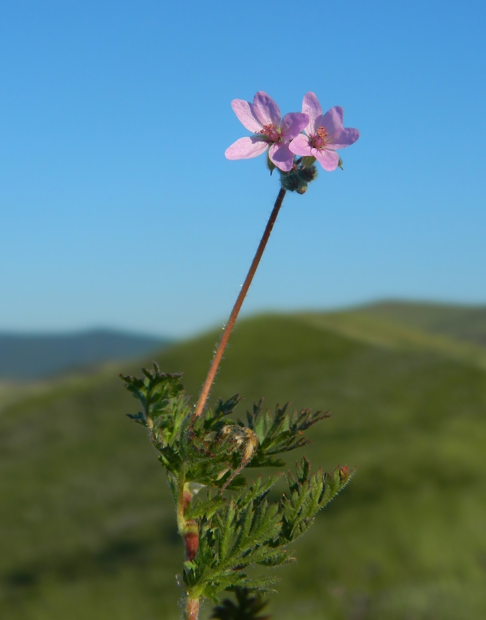 Изображение особи Erodium cicutarium.