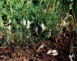 Astragalus ucrainicus. Цветущие растения в восстанавливающейся степи. Украина, Запорожская обл., Бердянский р-н, западнее с. Сачки. 1 июня 2002 г.