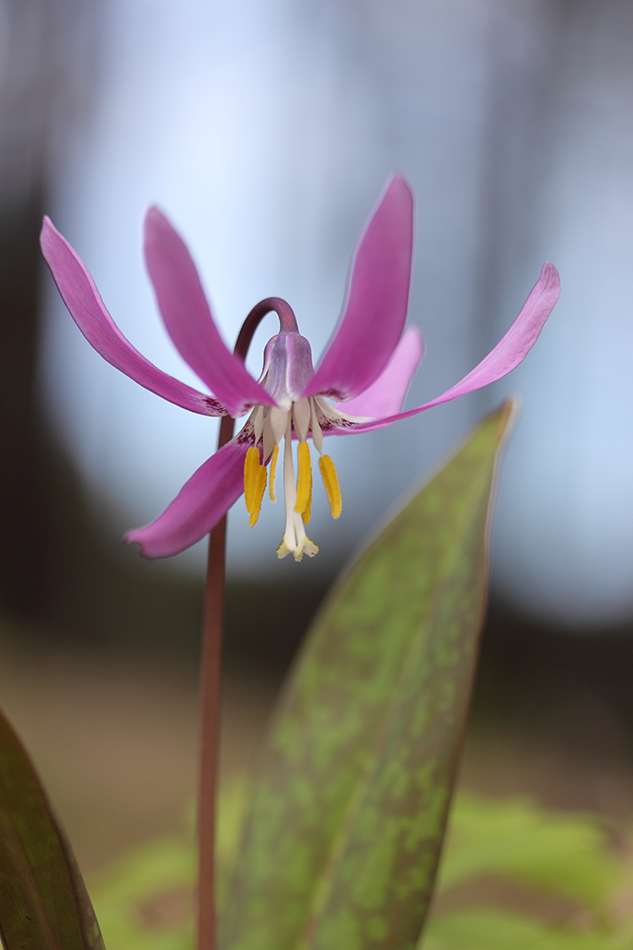 Изображение особи Erythronium sibiricum.