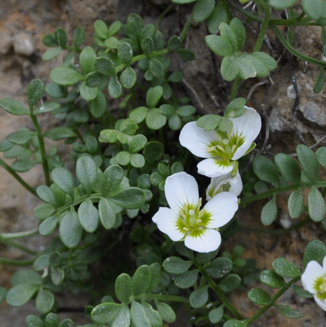 Изображение особи Cardamine carnosa.