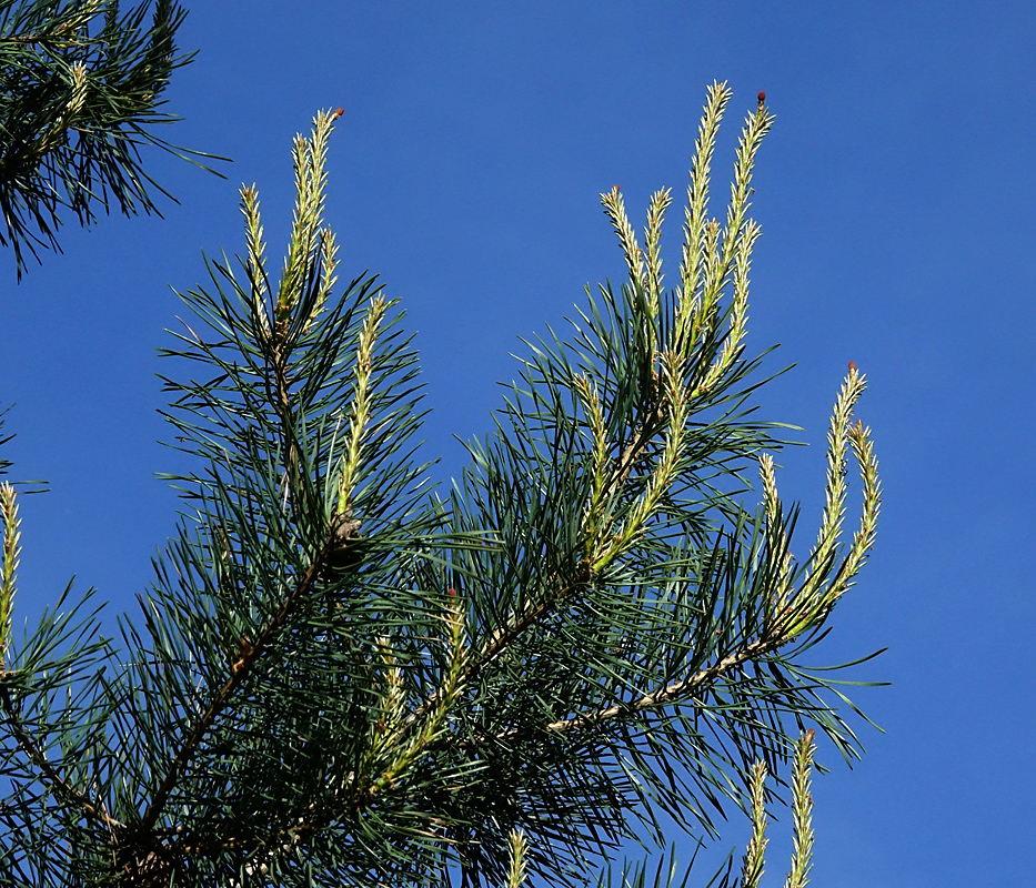 Изображение особи Pinus sylvestris.