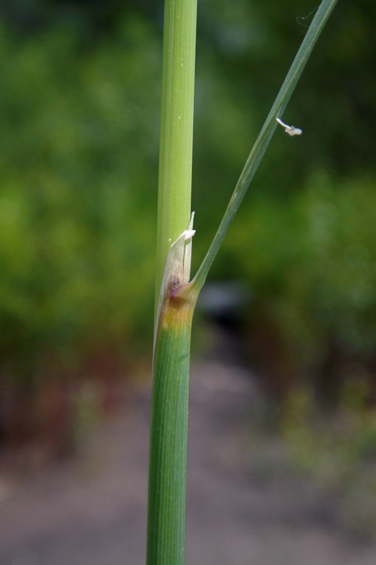 Изображение особи Calamagrostis pseudophragmites.