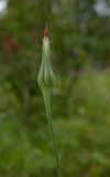 Tragopogon pratensis