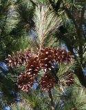 Pinus strobus